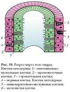 Kra30at